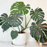 Philodendron Plant Live, Rare Tropical Variegated Live Indoor Houseplant for Home Office, 5-8" Tall, No Pot (Green Philodendron Plant)