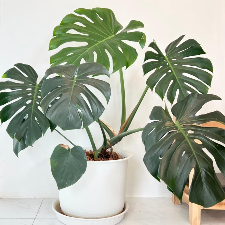 Philodendron Plant Live, Rare Tropical Variegated Live Indoor Houseplant for Home Office, 5-8" Tall, No Pot (Green Philodendron Plant)