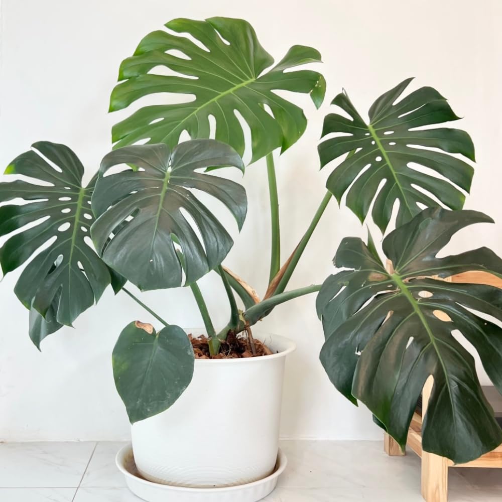 Philodendron Live Plant, Rare Variegated Houseplant for Home or Office, 5-8" Tall Tropical Indoor Plant (Green Philodendron)
