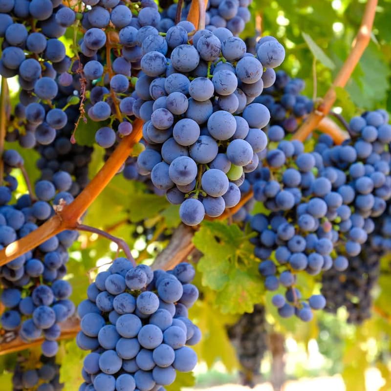 Grape Vine Plant Live for Planting, Grape Plant Live Grape Tree 1 to 2 Years Old, Grape Fruit Tree for Planting, Well-Rooted (Venus Grape)