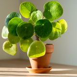 Pilea Peperomioides Live Plant, Money Plant, 3 Inch Pot for Indoor or Outdoor Growing