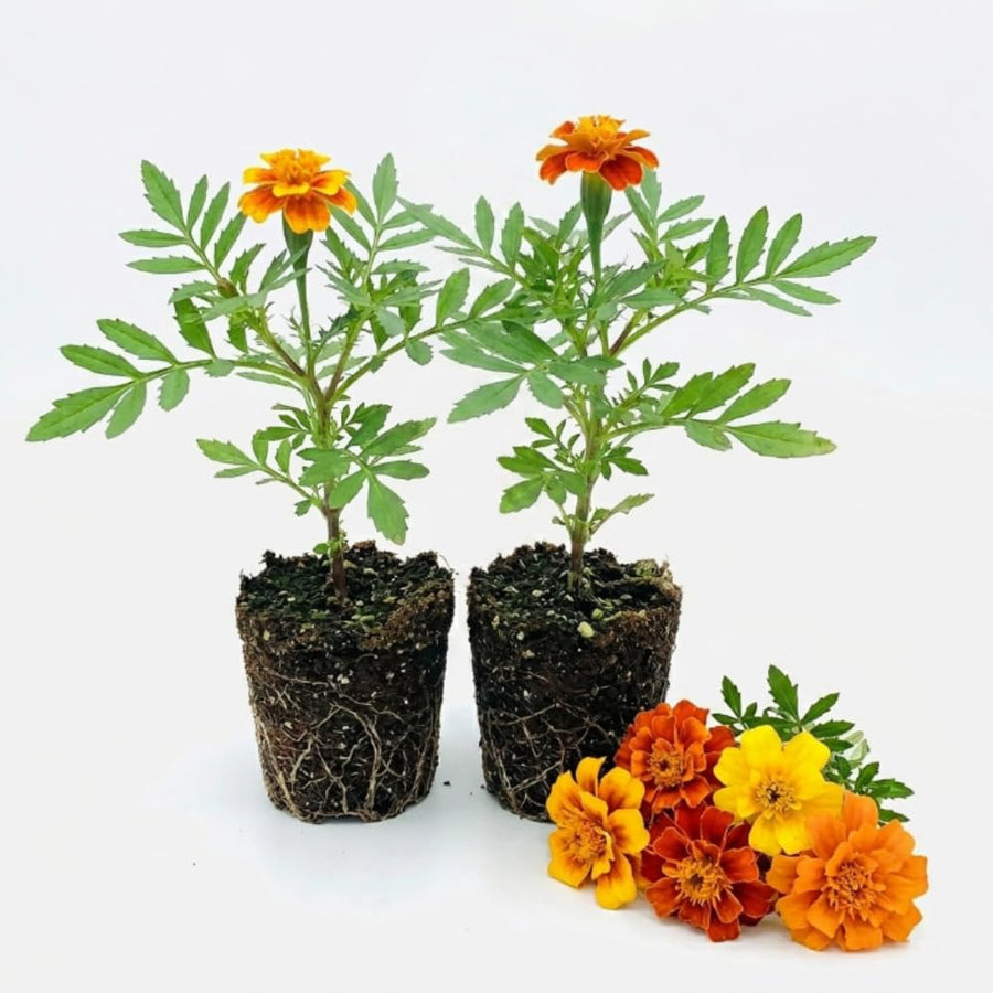 Set 2 French Marigolds Live Plants, Dwaft French Marigold Plants Live, 5-7 Inc Tall, Vibrant Flowering Plant for Indoor Outdoor Garden