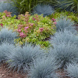 Pack 3 Blue Fescue Perennial Grass Ornamental Live Plants, 5-8" Dwarf Ornamental Grasses Blue Festuca Color, Grasses for Planting