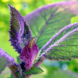 Gynura Purple Velvet Live Plant in 4in Live Plant, IndoorOutdoor, Decorative Purple Foliage, 4-6 Inches in Tall