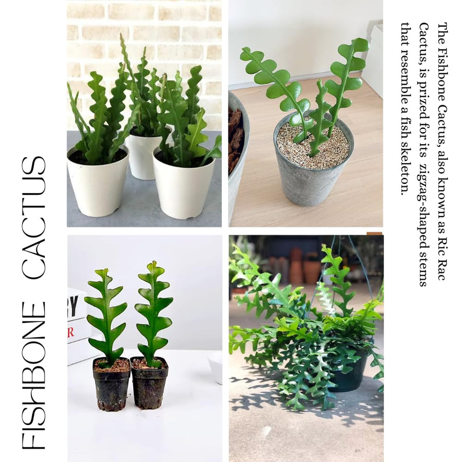 Epiphyllum Fishbone Cactus Starter Plant – 6-7" Tall, Live Succulent for Hanging Baskets, Indoor Houseplant in 2" Pot