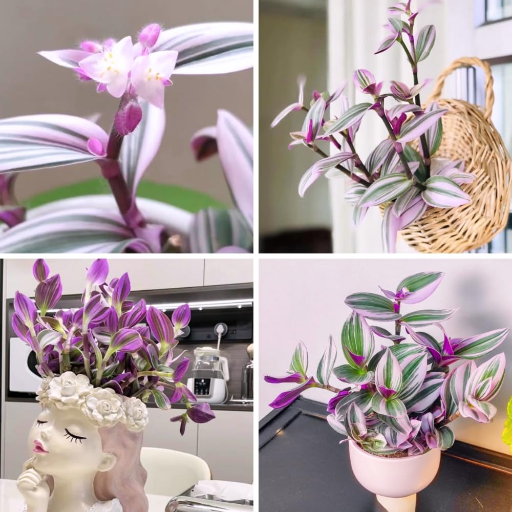 Pink Wandering Jew Live Plant, Tradescantia Nanouk Live Houseplant, Rare Nanouk Pink Wandering Jew Live Plants Indoor (4 Inch Pot)