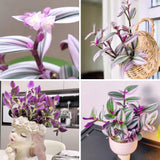 Pink Wandering Jew Live Plant, Tradescantia Nanouk Live Houseplant, Rare Nanouk Pink Wandering Jew Live Plants Indoor (2 Inch Pot)
