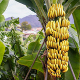 Cavendish Banana Plant Live, Dwarf Banana Tree Well Rooted 2-3 Feet Tall, Sweet Bananas Fruit Tree, Ready to Grow Indoor Outdoor