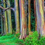 Rainbow Eucalyptus Plant Live, Eucalyptus Live Plants, in 2.5" Pot, Well-Rooted Starter Plants for Indoor Outdoor Growing