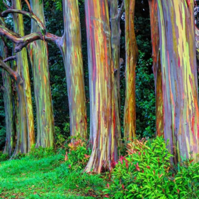 Rainbow Eucalyptus Plant Live, Eucalyptus Live Plants, in 2.5" Pot, Well-Rooted Starter Plants for Indoor Outdoor Growing