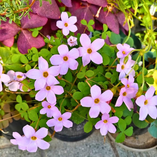 Oxalis Plant Live, Shamrock Spring Flower, 4 Inc Pot, Ornamental Oxalis Plant Live for Indoor Outdoor Garden, 4-8'' Tall (Purple)