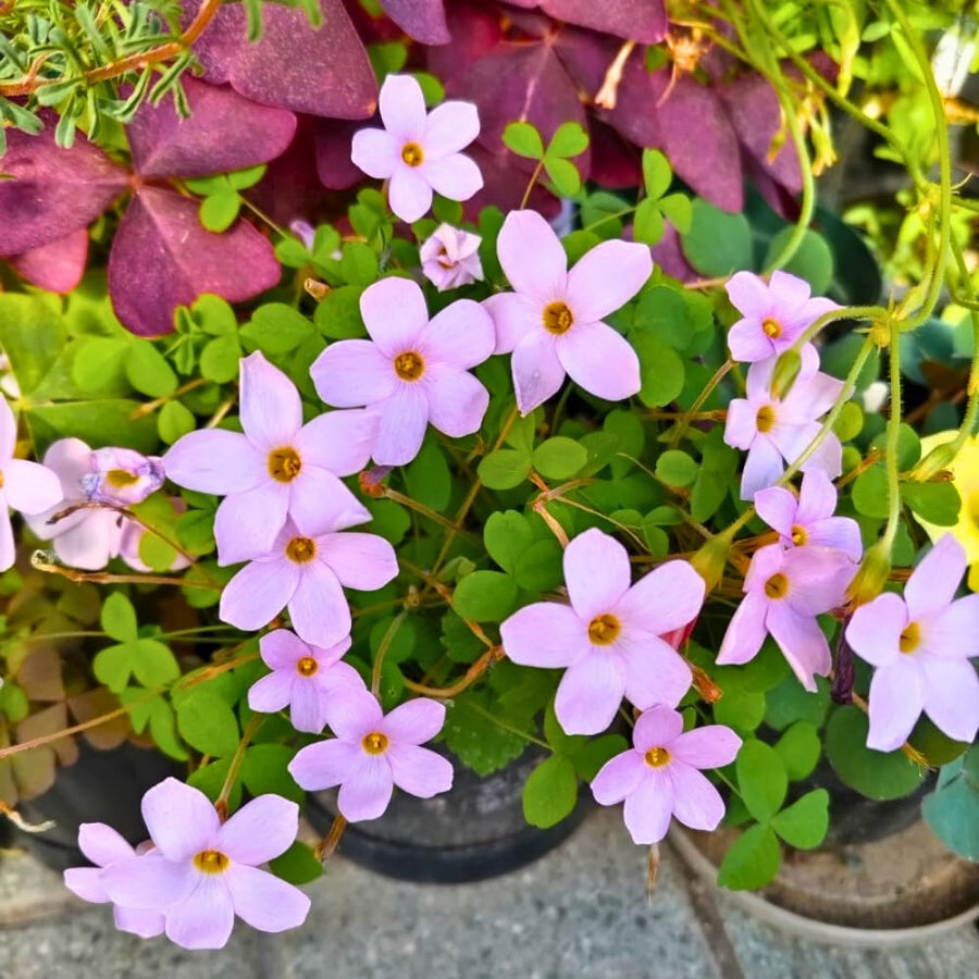 Oxalis Plant Live, Shamrock Spring Flower, 4 Inc Pot, Ornamental Oxalis Plant Live for Indoor Outdoor Garden, 4-8'' Tall (Purple)