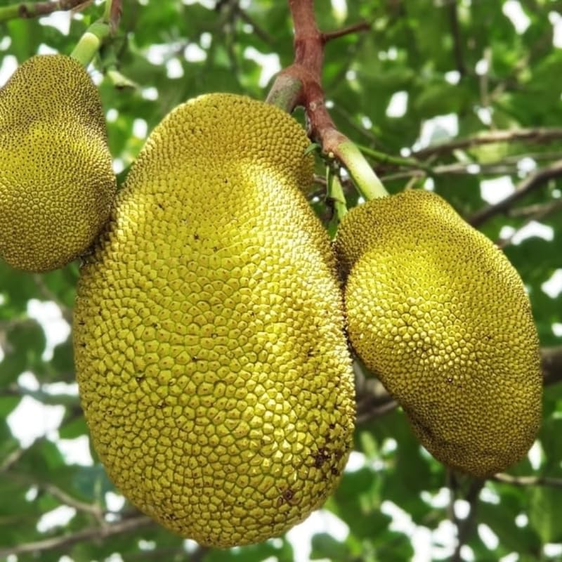 Jackfruit Plant Live, 6-8 Inch Tall Tropical Fruit Tree Seedling in 4" Pot, Fast Growing Jackfruit Tree for Outdoor Planting