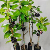 Plum Tree Live Plant, Live Black Jamun Plant for Outdoor Planting, Tropical Fruit Tree, Cold Hardy, 4 Inc Pot, 4-6 Inches Tall
