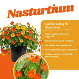 Nasturtium Live Plant in 4 Inch Pot, Nasturtium Flower Plants Live, Trailing Perennial Plant for Homegarden