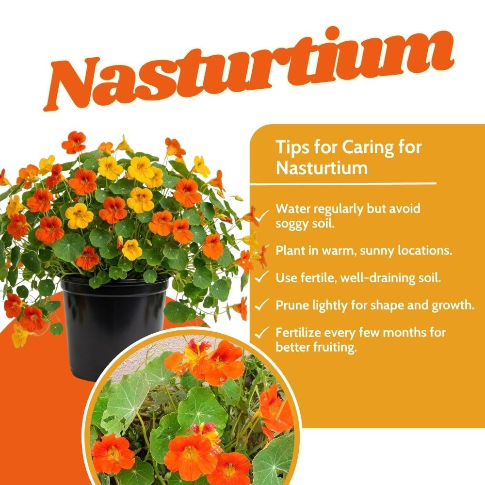 Nasturtium Live Plant in 4 Inch Pot, Nasturtium Flower Plants Live, Trailing Perennial Plant for Homegarden