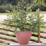 Parvifolia Eucalyptus Plant Live, Eucalyptus Live Plants, in 2.5" Pot, Well-Rooted Starter Plants for Indoor Outdoor Growing