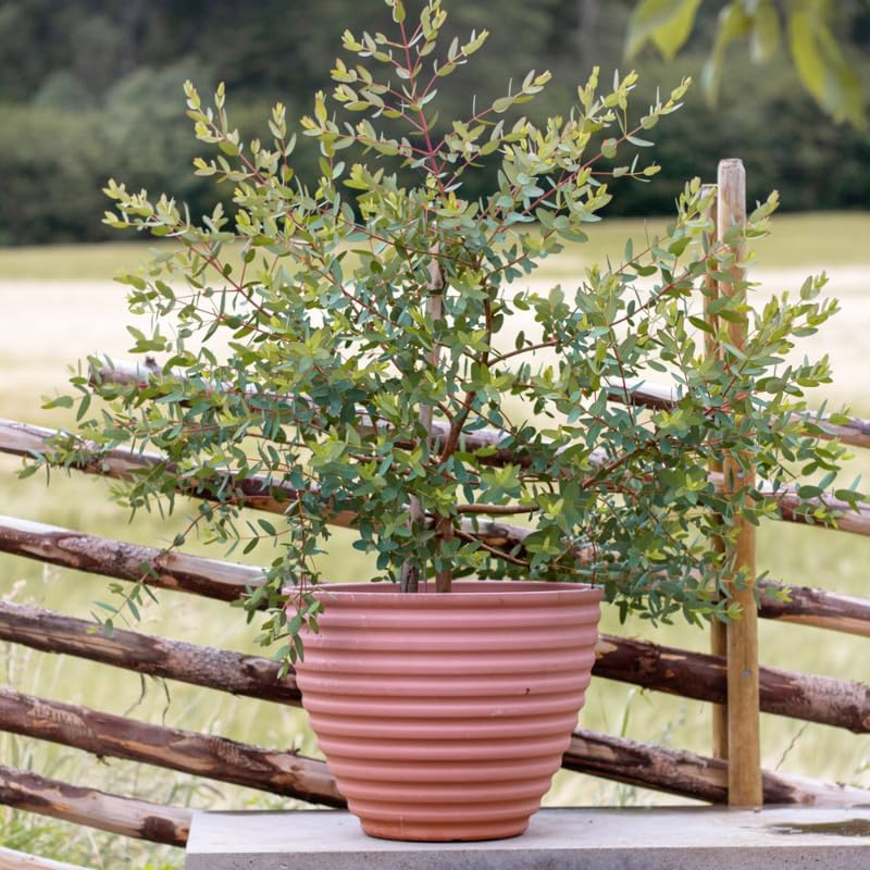 Parvifolia Eucalyptus Plant Live, Eucalyptus Live Plants, in 2.5" Pot, Well-Rooted Starter Plants for Indoor Outdoor Growing