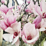 Jane Magnolia Tree Live Plant in 2.5 Inches Pot, Dormant in Winter, 6-12 Inches in Tall, Ornamental Spring Flowering Tree, Outdoor