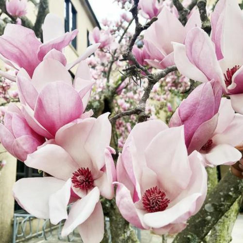 Jane Magnolia Tree Live Plant in 2.5 Inches Pot, Dormant in Winter, 6-12 Inches in Tall, Ornamental Spring Flowering Tree, Outdoor