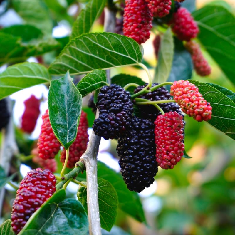 Black Beauty Mulberry Plant Live 2-3 Feet Tall, Black Mulberry Fruit Tree Live Plant, Sweet Mulberries Tree