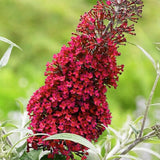 Butterfly Bush Plant for Planting, Size 5 to 7 Inch Tall Plant, Without Pot, Butterfly Bushes Plants (Red Flowers)