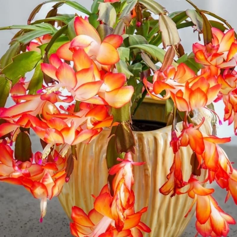 2 Christmas Cactus Plants Live, Holiday Blooming Indoor Plants Live Houseplants, Hanging Baskets Easy Care, Well-Rooted 5-8" Tall, No Pot, Bareroots, Single Stems (Purple Christmas Cactus)
