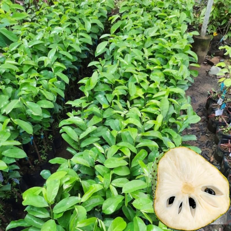 Soursop Tree Live Plant in Half Gallon Pot, Tropical Annona Muricata Guanabana Seedling Size 7-12" in Tall, Zones 9-11, No CA