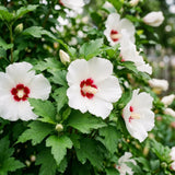 White Red Rose of Sharon Plant Live, Rose of Sharon Plant, Quart Pot, 6-10 Inches Tall, Vibrant Bloom, White Red Althea for Indoor Outdoor Growing