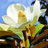 Southern Magnolia Plant Live 8-14 Inch Tall, Fragrant Magnolia Bush Live Plant, Magnolia Flowers for Enhancing Your Garden
