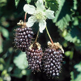 Pack 2 Boysenberry Plants Live, Size 5-9 Inch Tall, Boysenberry Fruit Trees Live Plants, Boysenberry Seedlings