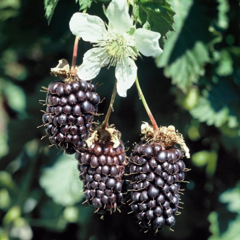 Pack 2 Boysenberry Plants Live, Size 5-9 Inch Tall, Boysenberry Fruit Trees Live Plants, Boysenberry Seedlings