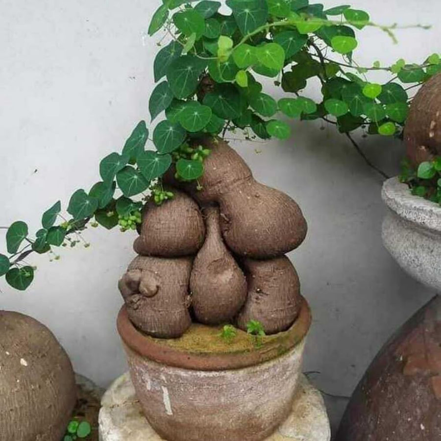 Already Sprouts Stephania Cephalantha Plant Bulb, Various Size Caudex, Rare Succulent with No Hair Roots, Home Decor, Houseplant, Cold Hardy (Large 3-3.5" Caudex)