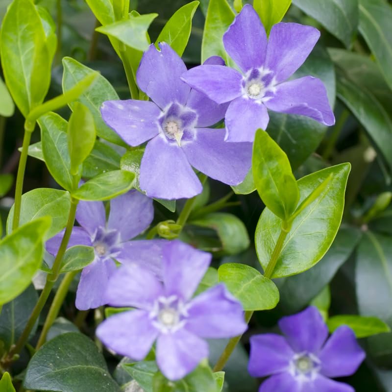 3 Live Vinca Minor Vine Plants, Periwinkle Ground Cover Plant 4 Inch Pot, Trailing Vinca Plant for Garden Borders, Landscape Beds or Outdoor Growing