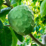 Cherimoya Tree Live Plant, Live Sweet Cherimoya Plants, Tropical Fruit Plant for Outdoor Planting, 4-6 Inches Tall