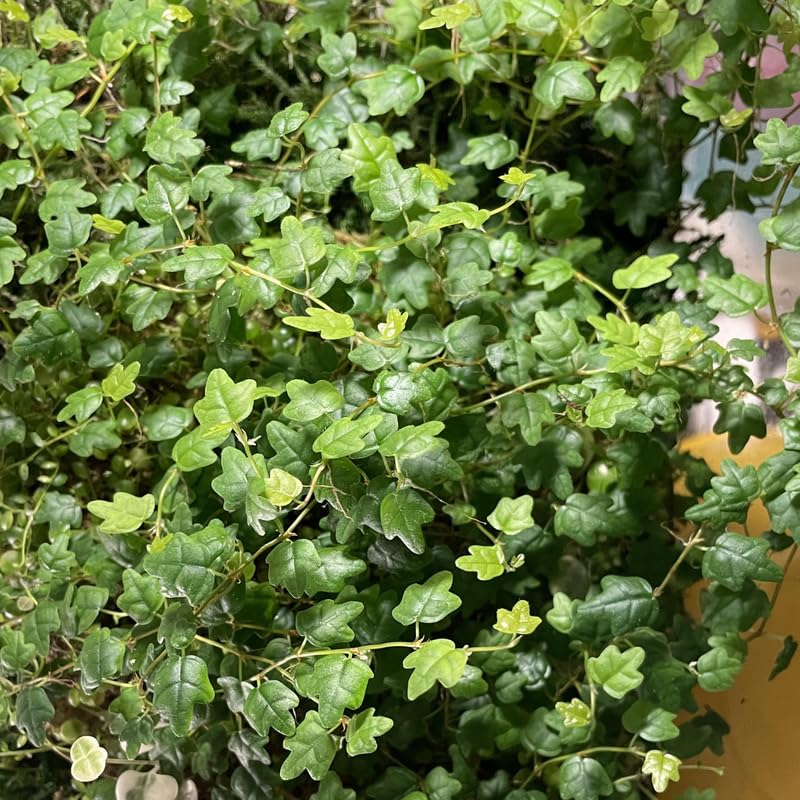 String of Frogs Plant, Trailing Houseplant String of Frogs Live Plant, Succulents Plants Live Potted for Hanging Baskets, Containers, Indoor Gardens