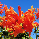 Orange Honeysuckle Live Plant in 4" Pot for Outdoor Growing