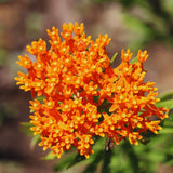 3 Live Milkweed Plants, Asclepias Tuberosa Plant, Butterfly Milkweed Plants Live for Growing Indoor Outdoor