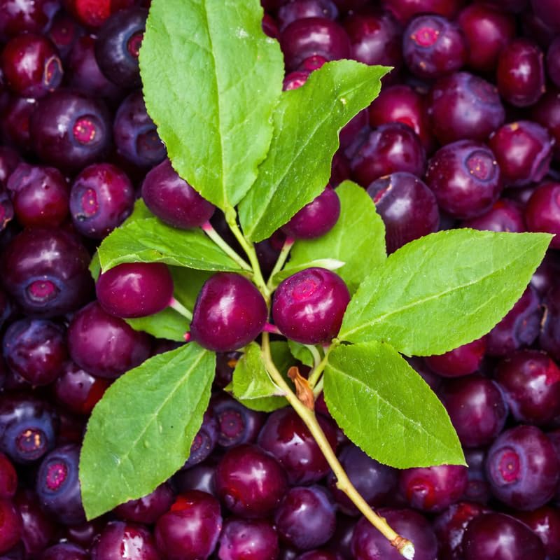 Huckleberry Bush Plant 6-12 Inches, Sweet Huckleberries Tree, Ready to Grow Indoor Outdoor, Well Rooted Potted Plant