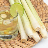 Set 250 Lemongrass Seeds, Lemongrass Seeds for Planting, Fragrant Herbs for Patio and Outdoor Garden