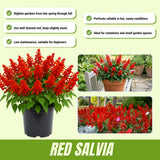 2 Salvia Plants, Red Salvia Live Plants, 4-6 Inches Tall, 4 Inches Pot, Long Blooming Red Flowers for Indoor Outdoor Growing
