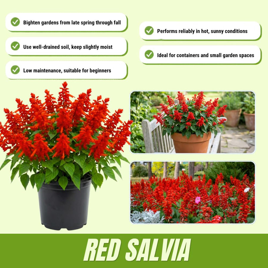 2 Salvia Plants, Red Salvia Live Plants, 4-6 Inches Tall, 4 Inches Pot, Long Blooming Red Flowers for Indoor Outdoor Growing