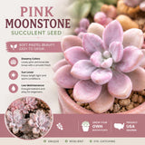 Pink Succulent Plant Live in 2'' Pot, Rare Succulent for Indoor Outdoor Planting, Easy Care Houseplant, 3-4'' Tall