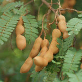 Tamarind Tree Live Plant, Edible Fruit Tree, 4 Inches Pot, Tamarind Plant Outdoor Garden