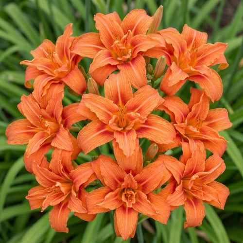 Pack 10 Daylily Bulbs for Planting Spring, Fast Blooming Hardy Perennial Lily Bare Roots for Outdoor Growing (Double Orange Day Lily)