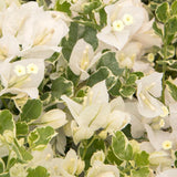 2 Trailing Bougainvillea Plants Live, Hardy Flowering Bougainvillea Plants for Hanging Basket, Container Growing, 4-8 Inches Tall (Coconut Ice)
