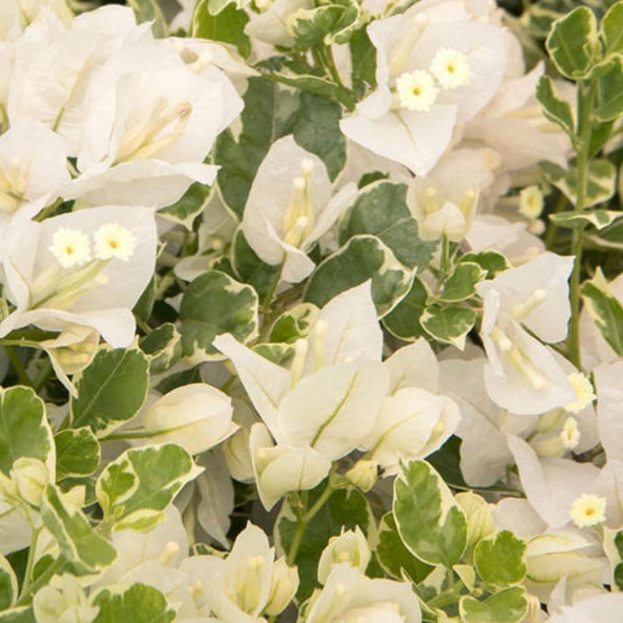 2 Trailing Bougainvillea Plants Live, Hardy Flowering Bougainvillea Plants for Hanging Basket, Container Growing, 4-8 Inches Tall (Coconut Ice)