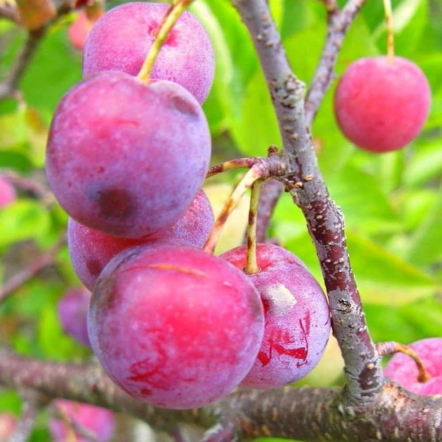 Set 2 American Plum Trees Live Plants, 18-24 Inch Tall, Bareroots, Cold Hardy Chickasaw Plum Plants Live for Planting, Dormant