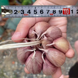 1 LB Jumbo Size Red Chesnok Garlic for Planting in Spring, Softneck Hardneck Garlic Bulbs for Planting, Fresh and High Yield, Cold Hardy, Fast-Growing, 5-6 Bulbs Garlic