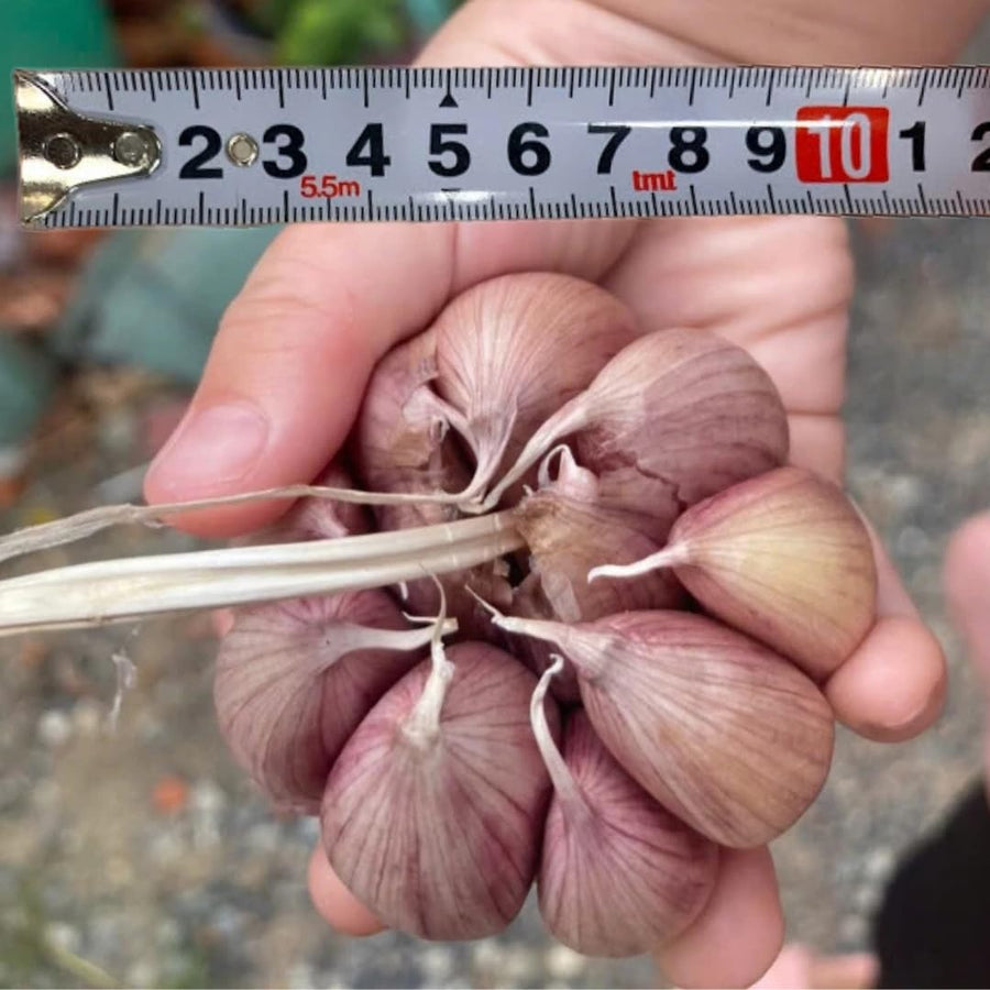 1 LB Jumbo Size Red Chesnok Garlic for Planting in Spring, Softneck Hardneck Garlic Bulbs for Planting, Fresh and High Yield, Cold Hardy, Fast-Growing, 5-6 Bulbs Garlic